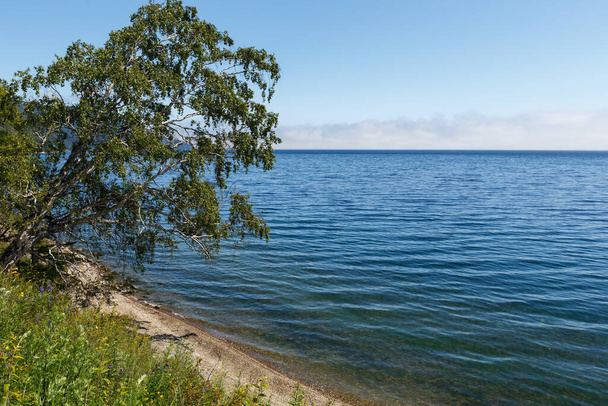 Nyírfa a Bajkál-tó partján. - Fotó, kép