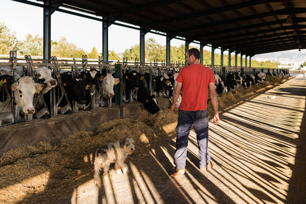 Male farmer working in a cowshed on a dairy farm. - Fotoğraf, Görsel