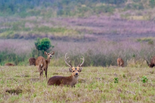 Eld's deers in a meadow - Photo, Image