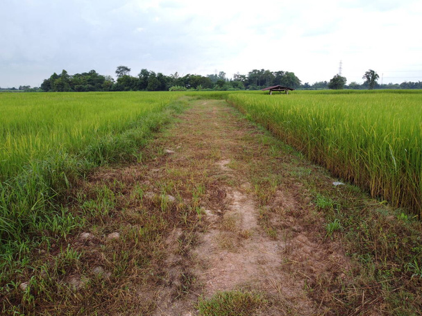 Een doorgang in de groene rijstvelden met een kleine hut op de achtergrond in een rustige omgeving. - Foto, afbeelding