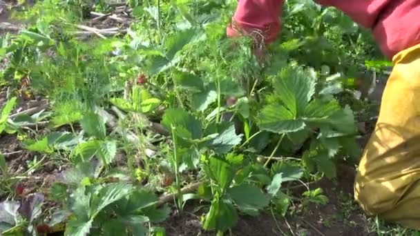 Farmer woman weed strawberry plants. Trabajos rurales estacionales
 - Imágenes, Vídeo