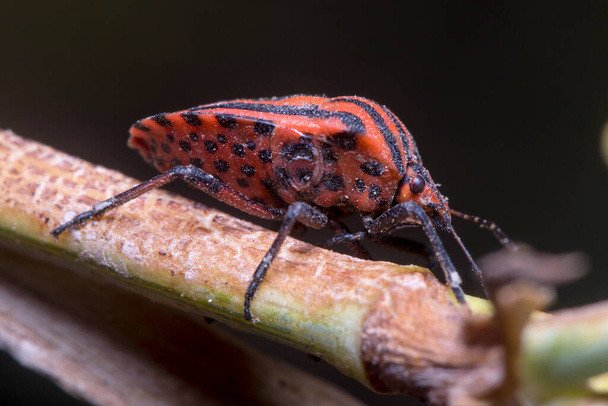 Graphosoma lineatum walking on a plant looking for food - Photo, Image