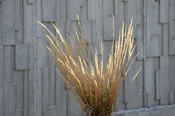 ornamental grasses tied together in a sheaf. protection against snow and rain, which harms ornamental garden grasses. tied with string together boils fountain of dry yellow flowers in the sun shine - Photo, Image