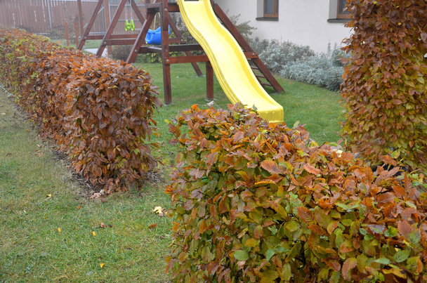 suojaus valkopyökki leikataan lentokoneeseen syksyllä, kun lehdet ovat tummanruskeita ja lehtipuut kevääseen asti. Marraskuun päivä puutarhassa nurmikolla. sumuinen sää - Valokuva, kuva