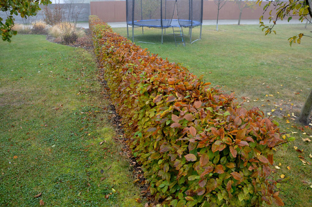 hedge of hornbeam cut into a plane in autumn when the leaves are dark brown and deciduous until spring. November day in the garden with lawn. foggy weather - Photo, Image
