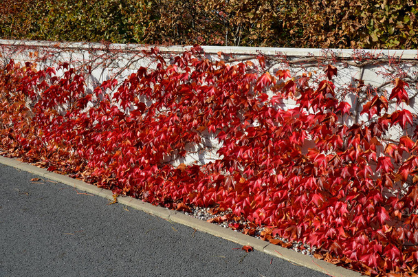 落葉樹のつるを登るフェンスの壁を覆った。背景には角線の垣根が見えます。秋になると黄色と鮮やかな赤に染まり - 写真・画像