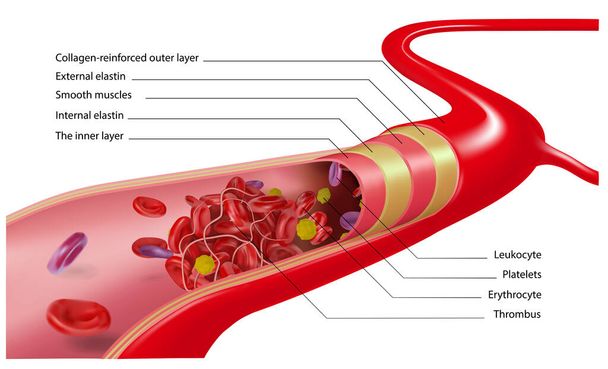 Diagramma della vena e della struttura del sangue su sfondo bianco. Illustrazione vettoriale - Vettoriali, immagini