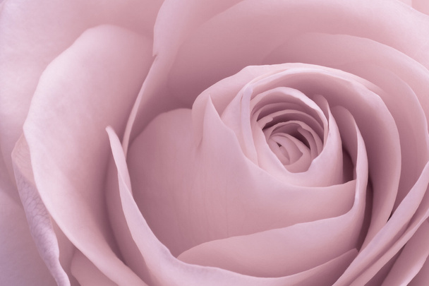 Pink rose macro - Photo, Image