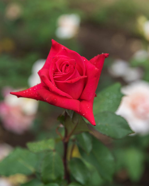 Роза Боб Хоуп в Rosarium Sangerhausen в Німеччині. Вибрані види вишуканих троянд для парків, садів, ліжок, кордонів, прикрас. Літній краєвид - Фото, зображення