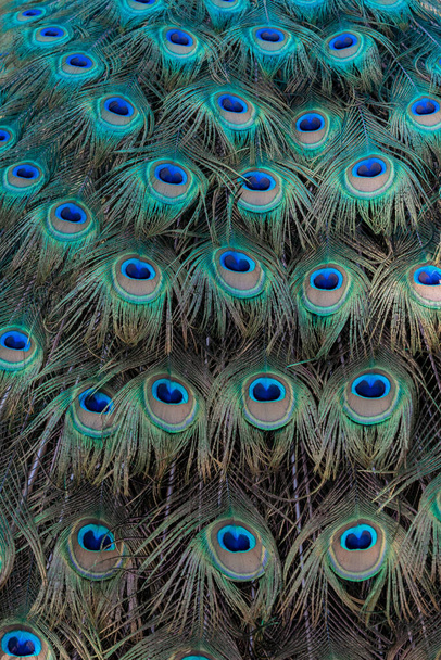 A vertical shot of a beautiful peacock tail - 写真・画像