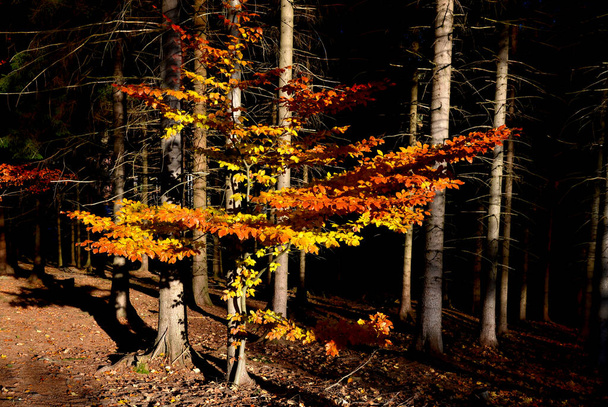 autumn coloring beech forest. young tree in the undergrowth of spruces. the sunbeam penetrated the forest and the beech leaves glow. undergrowth tolerates shadow - Photo, Image