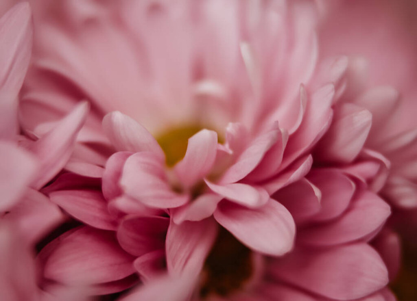 Ένα επιλεκτικό πλάνο από ροζ λουλούδια με φόντο το κίτρινο κέντρο - Φωτογραφία, εικόνα