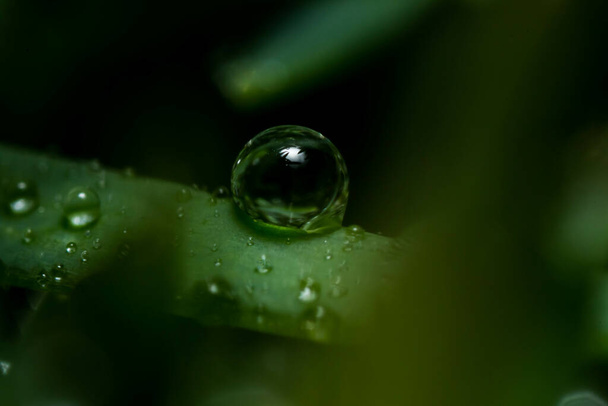 A beautiful shot of a water drop in a forest - can be used as a background - Fotoğraf, Görsel