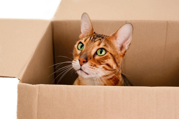 Funny beautiful adorable striped ginger purebred bengal cat. Cute playful pet,playing,hiding in carton box.Moving into new appartment or homeless animal concept.Close-up. - Photo, Image
