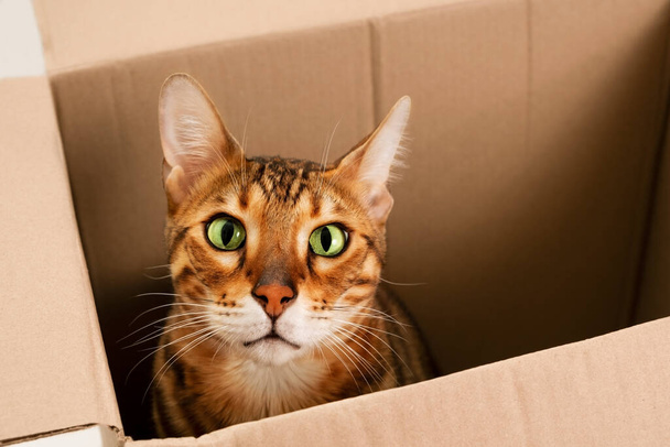 Amazed,open-eyed,funny,beautiful,cute ginger purebred bengal cat,play,hide in carton box, looking at camera.Playful pet or moving into new house or homeless animal concept.Close-up,copy space. - Fotó, kép