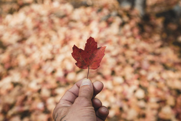 hand holding a maple leaf up to golden light in a forest in autumn - Foto, Bild