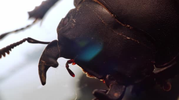 Images macro de scarabée cerf au microscope qui bouge ses griffes et ses mâchoires - Séquence, vidéo