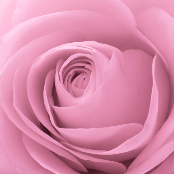 Rosa rosa macro
 - Foto, Imagem