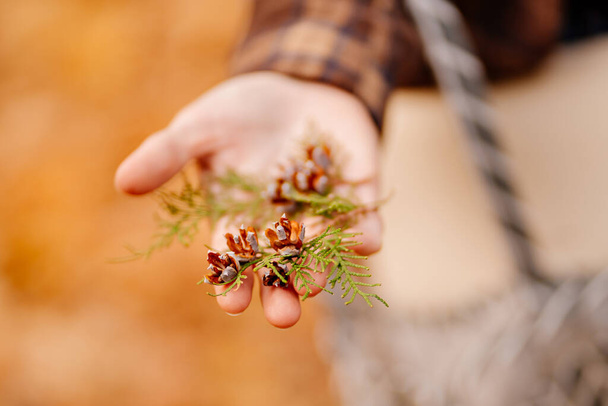 cones on twigs of thuja in the hands of a woman - Photo, Image