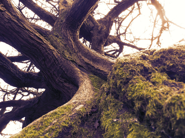 Mystical Ancient Tree - Valokuva, kuva
