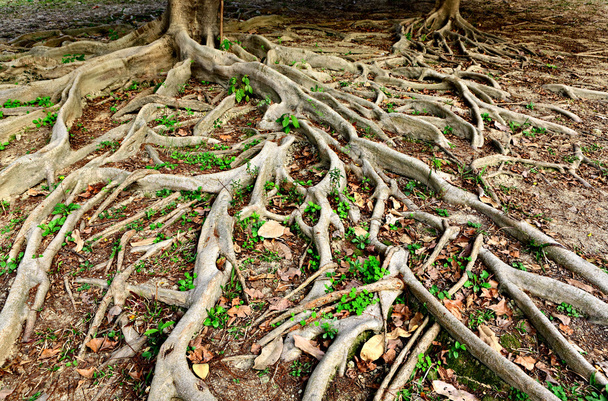 Tree roots - Photo, Image
