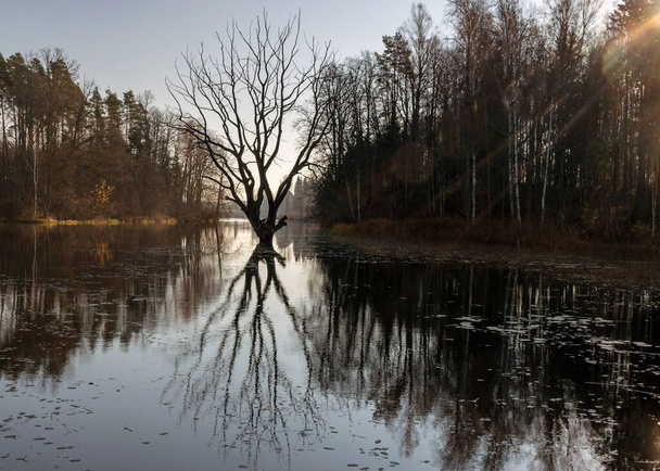 landschap met een droge verwelkte boom in het midden van het meer, de stralen van de zon schijnen door het gebladerte van de bomen, een mooie synchrone reflectie van de boom op het rustige oppervlak van het meer, de herfst tijd in de natuur - Foto, afbeelding