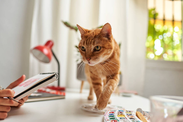 Кошка ходит на столе иллюстратора - Фото, изображение