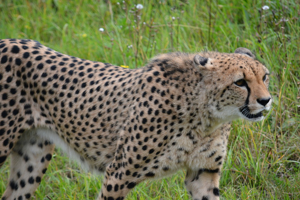 Cheetah. - Fotoğraf, Görsel