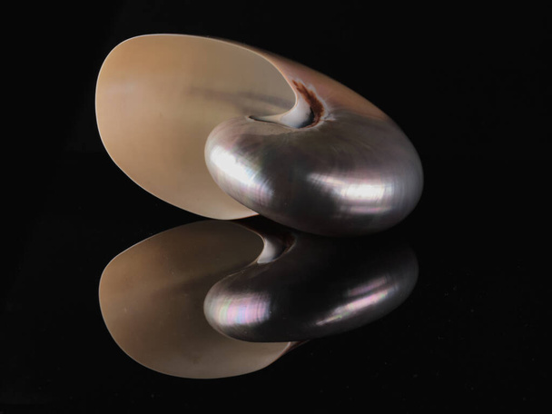 Mother-of-pearl shell dark background reflect - Photo, Image