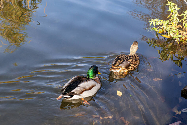 pair of mallards, a brightly colored male drake pursues a female duck on the water surface of a pond - Foto, Bild
