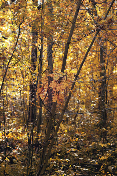 красный-коричневый осенний лист на фоне осеннего леса. селективное фокусирование на переднем плане - Фото, изображение