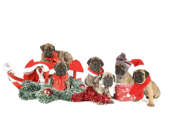 Kılık değiştirip Noel süslemesi yapan köpek yavrusu.  - Fotoğraf, Görsel