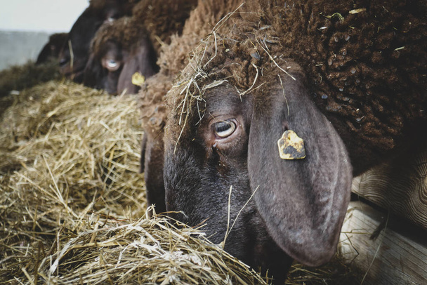 Καφέ πρόβατα κοντά. Πρόβατα τρώνε σανό στο αγρόκτημα. - Φωτογραφία, εικόνα