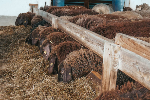 Hnědá ovce zblízka. Ovce jedí seno na farmě. - Fotografie, Obrázek