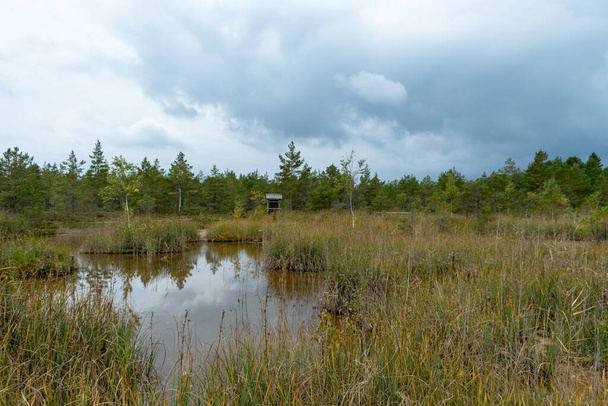 τοπίο με το θείο Pond, που είναι λάμα νερού που σχηματίζεται στην περιφέρεια ενός βάλτου βρύων, συμπληρώνονται και συντηρούνται από την εισροή νερού από πηγές υδρόθειου, βάλτος Raganu, Λετονία - Φωτογραφία, εικόνα