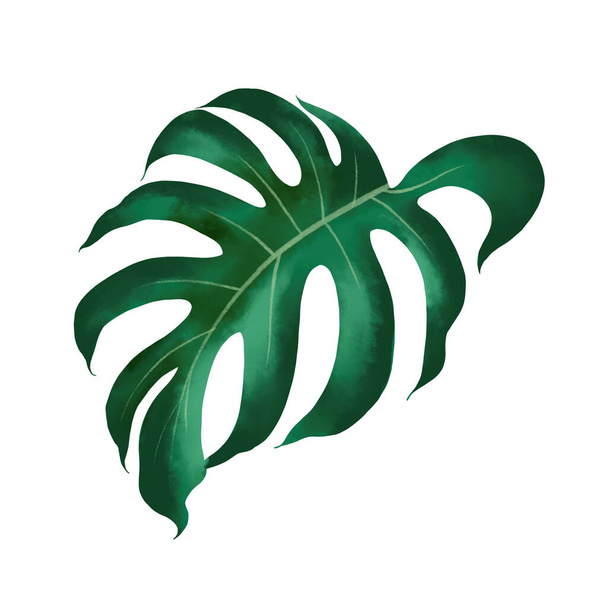 Acuarela de planta follaje botánico tropical con ruta de recorte. - Foto, imagen
