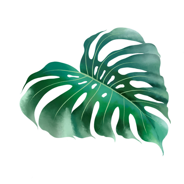 Acuarela de planta follaje botánico tropical con ruta de recorte. - Foto, Imagen