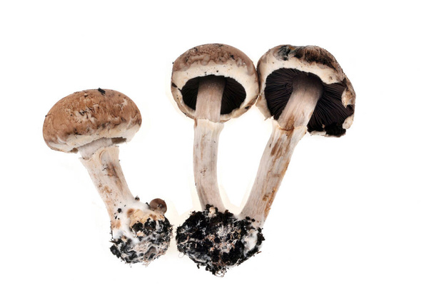 Raw button mushrooms close up on white background - Photo, Image