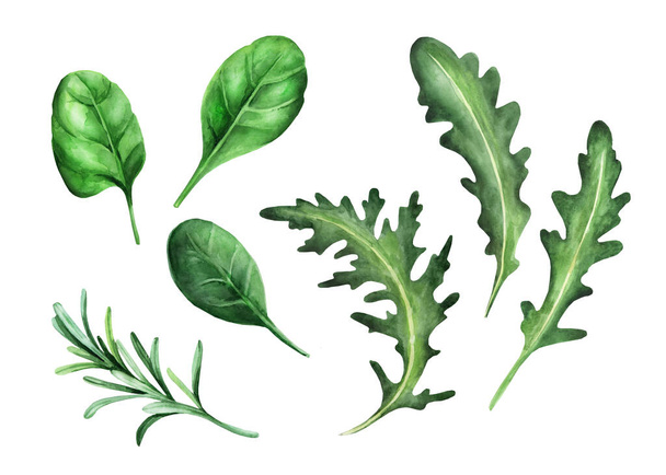 Conjunto de hierbas frescas para ensaladas: rúcula, espinacas, romero. Ilustración en acuarela aislada sobre fondo blanco. - Foto, imagen