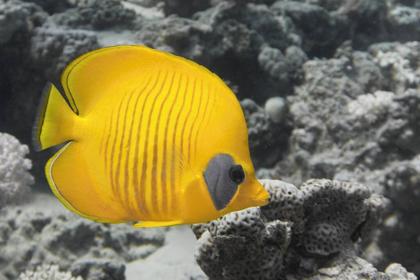 Masked butterfly fish in illuminating yellow color on the grey background. Optimistic hue of yellow  and ultimate grey are colors of the year 2021 - Photo, Image