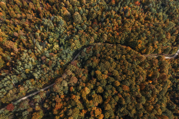 Aerial Photo of a colored forest in autumn. - Foto, Bild