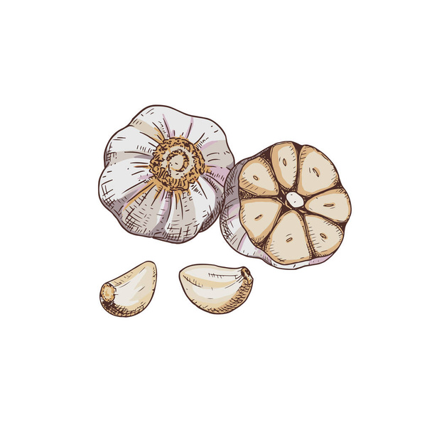 Hand drawn garlic. Vector illustration isolated on white background. - Vettoriali, immagini