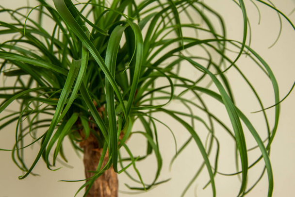 Beaucarnea Recurvata bitkisi, nam-ı diğer At Kuyruğu Ayası, veya Nolina - Fotoğraf, Görsel