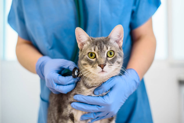 Médico veterinario femenino está examinando a un gato con estetoscopio - Foto, imagen