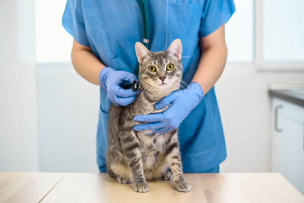 Female veterinarian doctor is examining a cat with stethoscope - Foto, Bild