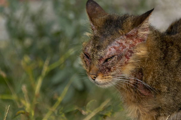 An european cat with notoedric mange, also known as feline scabies - Photo, Image
