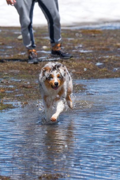blue merle Australian shepherd puppy dog runs on the shore of the Ceresole Reale lake in Piedmont in Italy - Photo, Image