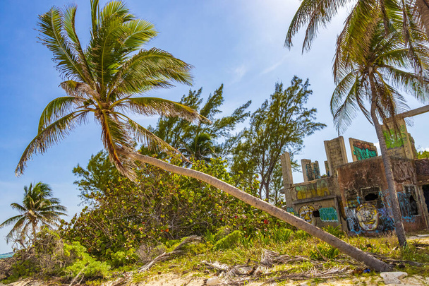 Tropical natural mexican sloping palm tree with blue sky background at Punta Esmeralda in Playa del Carmen Mexico. - Фото, зображення