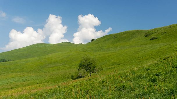 Green mountain meadows on a summer day, Bieszczady Mountains, Poland - 写真・画像