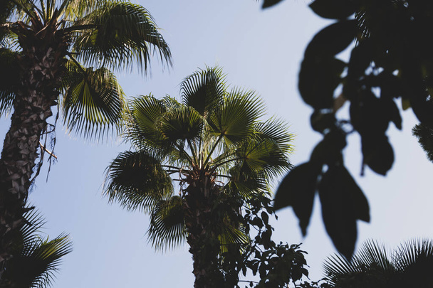 Blauwe lucht en palmbomen uitzicht van onderen, vintage stijl, tropische strand en zomer achtergrond, reisconcept - Foto, afbeelding